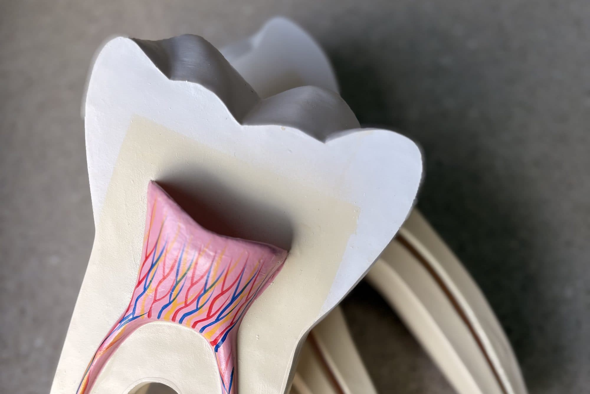 A model showing the internal structure of a tooth
